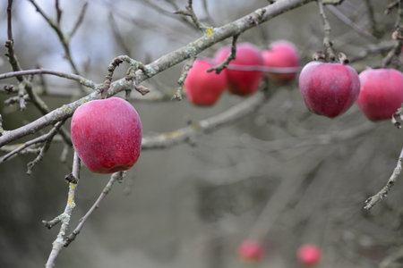 Red ripe apples hang from a bare tree against a gray background in winter
