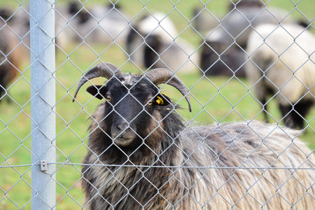 A hairy sheep with horns, a so-called Heidschnucke, stands behind a chain link fence in a pasture