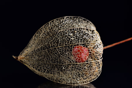 Close-up of the frame of a Chinese lantern flower with a berry in its center, against a dark background on which the flower is reflectedの写真素材