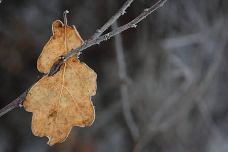 An old oak leaf, covered in frost, hangs between dry branches in winterの写真素材