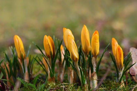 In spring, yellow crocus with yellow pollen grows in a meadowの写真素材