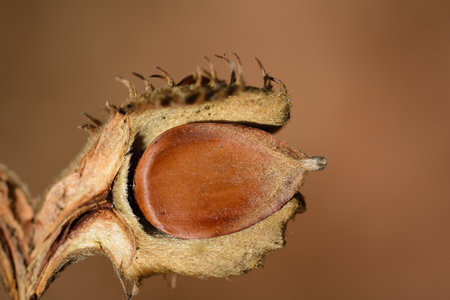 Close-up of the seeds of a beech tree, which is protectively embedded in its shellの写真素材