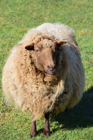 A white sheep with a lot of wool or fur stands in portrait format on a green meadow and looks...