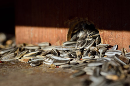 Close-up and detailed view of a feeding place for birds made of wood, with sunflower seedsの写真素材