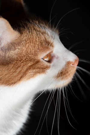 Portrait of a young male cat, with white and brown fur, brown eyes and a curious look, in front of a dark background in vertical formatの写真素材