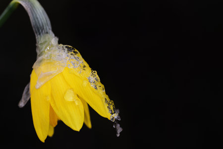 Close-up of a yellow daffodil against a dark background covered with ice and snowの写真素材