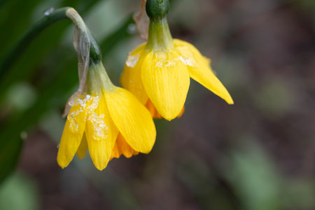 Close up of yellow daffodils covered in ice and snow in springの写真素材