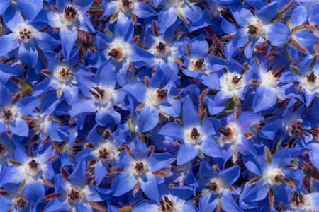 Background from many blue flowers of boretsch or cucumber herb or kukumerkraut (Borago officinalis), which are on top of and next to each otherの写真素材