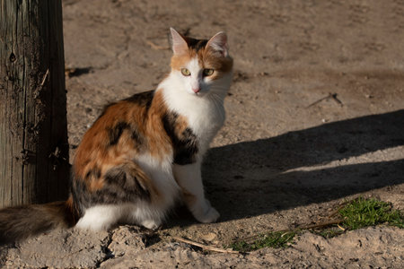 A small brown and white cat sits on the dusty ground next to an old wooden pole outdoorsの写真素材