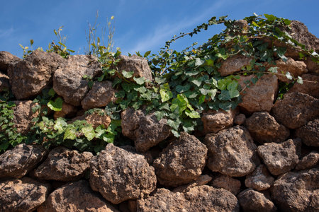 A wall of rough stones against a blue sky, with leaves growing over itの写真素材