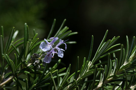 Close up of a rosemary sprig with a purple small flower, against a green background outdoorsの写真素材