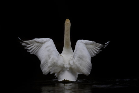 A white swan swims in dark water and opens its wings from behindの写真素材