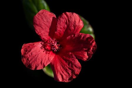 Close-up of a red hibiscus flower against a dark background