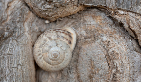 Close-up of a snail in the snail shell, which is great camouflage on a tree trunkの写真素材