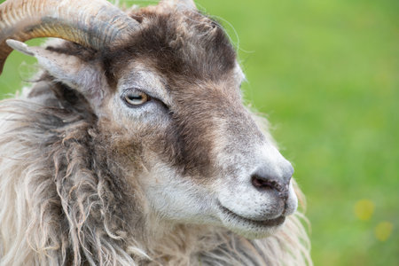 Portrait and close-up of a "Heidschnucke", a sheep with round horns and slow fur, in front of a green background in natureの写真素材