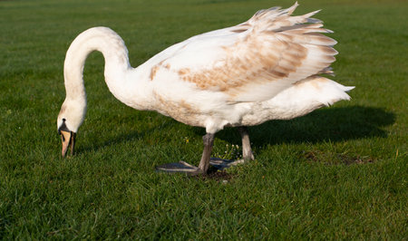 A white young swan is standing in a meadow outdoorsの写真素材