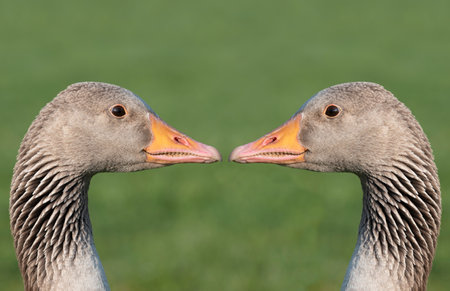 Two identical gray geese stand opposite each other and look into each other's eyes, against a green background in natureの写真素材