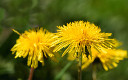 Close up of blooming yellow dandelions in spring on a green meadowの写真素材
