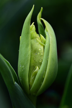 Close-up of a green closed tulip, the petals of which are wet after the rain against a green backgroundの写真素材