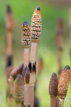 Close up of brown flowers of field horsetail (Equisetum arvense), also called horsetail, after the rain in natureの写真素材