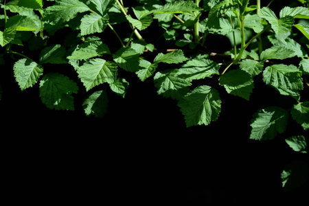 In the upper half of the picture, fresh green raspberry leaves grow on a tendril in front of a dark background with space for textの写真素材