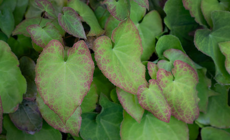 Texture and background of many green leaves that grow on top of each other and are partly...