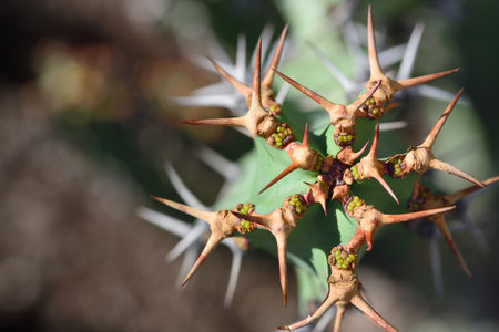 Close up of a cactus with long spines from aboveの写真素材
