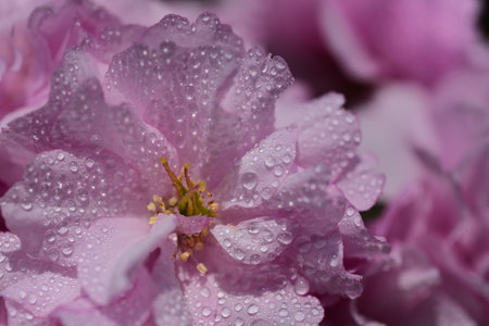 Close up of pink cherry blossoms with lots of small water drops on themの写真素材
