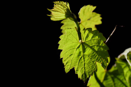 Close-up of a young grape leaf that grows against a dark background in spring and glows green in the backlightの写真素材