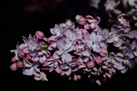 Close up of purple lilacs blooming in spring against a dark backgroundの写真素材