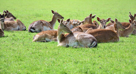 A group of fallow deer (dama dama) lies in the open air on a green meadow in springの写真素材