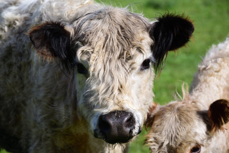 portrait of a young curly white Galloway cattle standing in the pastureの写真素材