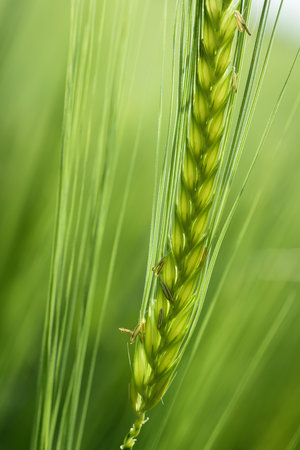 Close up and background of young green ears of cereal, through which the sun is shining on the field, in portrait formatの写真素材