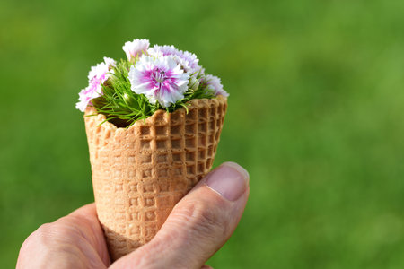 Close up of an ice cream cone being held by a hand against a green background. In the waffle there are flowers of the mustardの写真素材