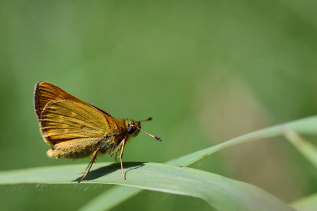 Close-up of a butterfly, the brown thick-headed butterfly (Thymelicus indet), sitting on a blade of grass in the meadowの写真素材