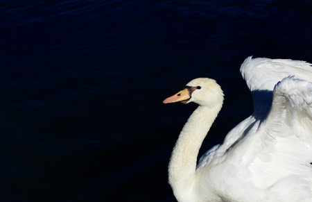 A white swan at the right edge of the picture, opening its wings, in front of a dark body of water...
