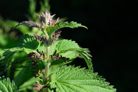 Close-up of a nettle in spring with red small flower buds against a dark background with space for textの写真素材