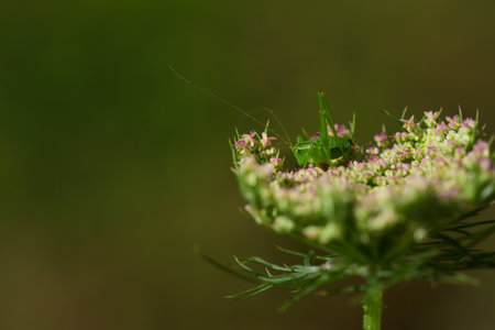 A small green cricket (Leptophyes albovittata) sits on a wildflower against a green background in nature, with space for textの写真素材