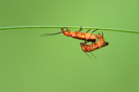 Close-up of two small brown soft beetles (Rhagonycha), which are busy with reproduction as a pair on...