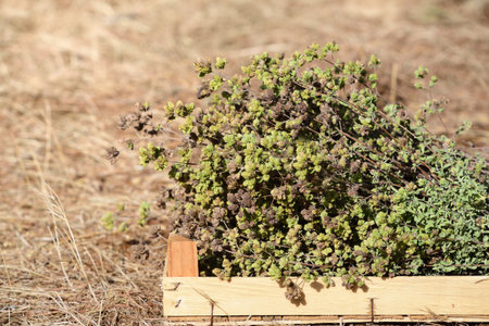 Freshly harvested oregano is one of a wooden crate that stands on dry ground, against a light background, in summerの写真素材