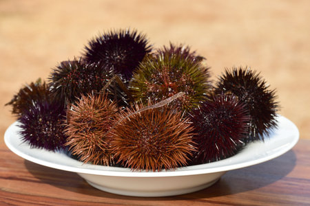 Close up of a white plate full of fresh sea urchins standing on an outdoor brown table