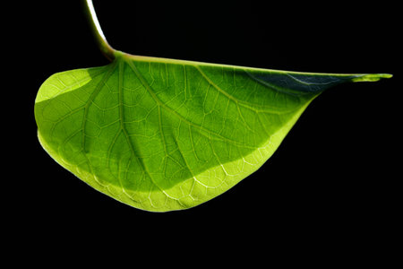 Close-up of a green leaf against a dark background in the backlight. You can see the veins and grain