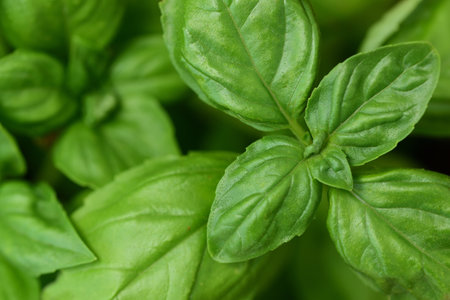 Fresh green basil, photographed from above