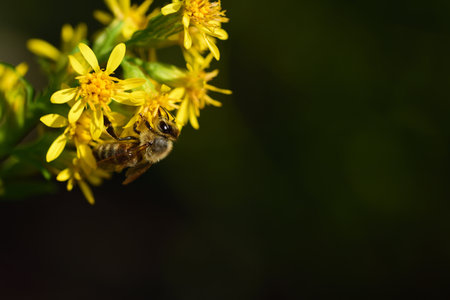In front of a dark background, a small honey bee hangs on the side of the picture, on yellow...