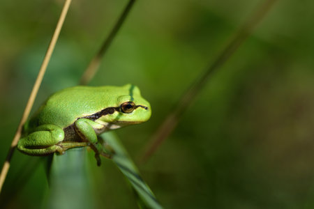 A small green tree frog sits hidden between the grass in a meadow and there on a branch