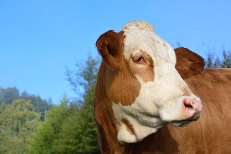 Close-up of a brown and white spotted cow standing in a pasture against a blue sky, in front of...