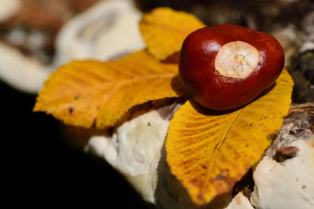 Close up of a horse chestnut lying on yellow autumn leaves on a mushroom tree outdoorsの写真素材