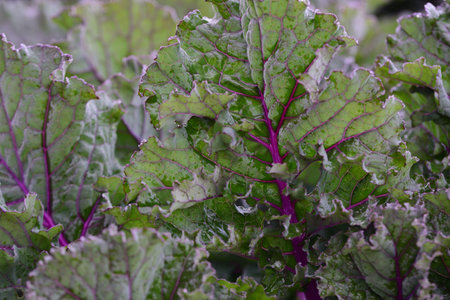 Green cabbage leaves with red veins grow in the field outdoors and are wet from the rain