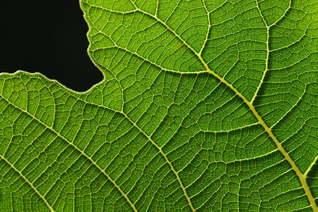 Close up and detailed shot of a green fig leaf with its veins, against a dark background