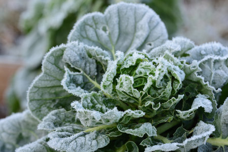 Frozen cabbage in the garden covered with frostの写真素材